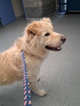 Rescue Great Pyrenees Dogs for Adoption in Minneapolis, Minnesota - Brogan | PetCurious