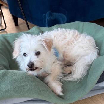 Tal Bachman 14527 -  Maltese Dog for Adoption in San Francisco, California - Tal Bachman 14527 | PetCurious