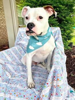 BB -  American Bulldog Dog for Adoption in Shalimar, Florida - BB | PetCurious