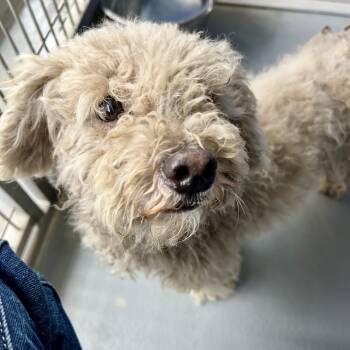 Rescue Poodle and Terrier Dogs for Adoption in Sonoma, California - Blossom | PetCurious