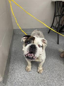 Rescue English Bulldog and Mixed Breed Dogs for Adoption in Pasadena, Texas - ASTRID | PetCurious