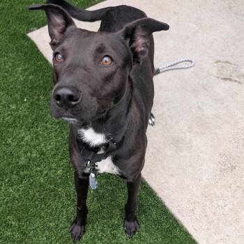 Pickle -  Mixed Breed Dog for Adoption in Pittsburgh, Pennsylvania - Pickle | PetCurious