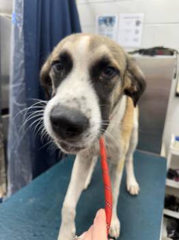 Rescue Black Mouth Cur and Mixed Breed Dogs for Adoption in Mobile, Alabama - BINX | PetCurious