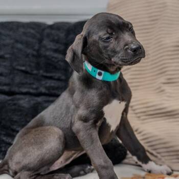 Plott Hound Dogs Available for Adoption - Brynn | PetCurious