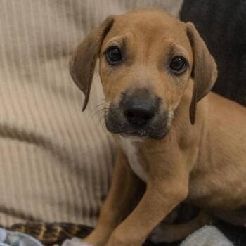 Chalupa -  Hound and Mixed Breed Dog for Adoption in Pawling, New York - Chalupa | PetCurious