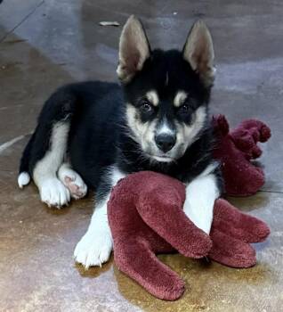 Shepherd Dogs Available for Adoption - Denali | PetCurious