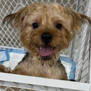 Chester -  Yorkshire Terrier and Mixed Breed Dog for Adoption in Boca Raton, Florida - Chester | PetCurious