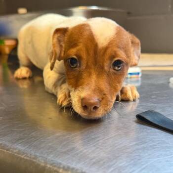 TUSC-Stray-85896_2 -  Chihuahua and Dachshund Dog for Adoption in Tuscaloosa, Alabama - TUSC-Stray-85896_2 | PetCurious