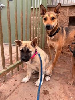 German Shepherd Dog Dogs Available for Adoption in Hobbs, New Mexico - Tigresa | PetCurious