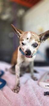 61313216 -  Chihuahua and Mixed Breed Dog for Adoption in El Paso, Texas - 61313216 | PetCurious