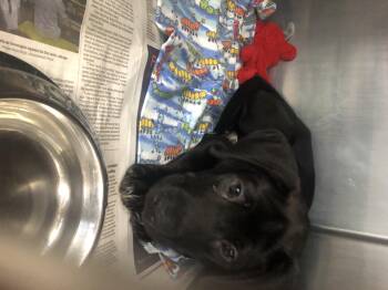 Rescue Black Labrador Retriever Dogs for Adoption in Parma, Ohio - Shelby | PetCurious