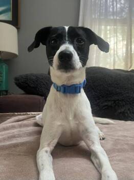 Rescue Mixed Breed and Terrier Dogs for Adoption in Christiansburg, Virginia - Goose | PetCurious