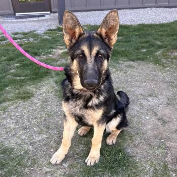 Mixed Breed Dogs Available for Adoption in Hailey, Idaho - Maria | PetCurious