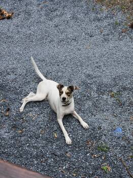 Rescue Pit Bull Terrier Dogs for Adoption in Carthage, North Carolina - Courtesy Listing- Pitt | PetCurious
