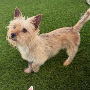 Karen -  Cairn Terrier and Mixed Breed Dog for Adoption in Las Vegas, Nevada - Karen | PetCurious