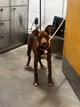 SHAY -  Pit Bull Terrier and Terrier Dog for Adoption - SHAY | PetCurious
