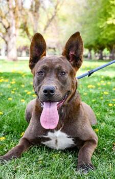 German Shepherd Dog and Labrador Retriever Dogs Available for Adoption in Yakima, Washington - Twix | PetCurious