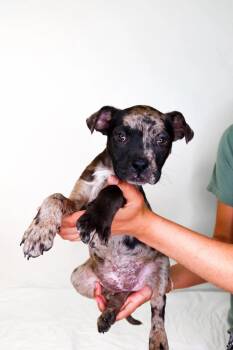 Catahoula Leopard Dog Dogs Available for Adoption in Bixby, Oklahoma - Faye | PetCurious