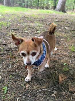 Bella -  Chihuahua Dog for Adoption in Derry, New Hampshire - Bella | PetCurious