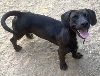 261438  Hot Dog -  Dachshund and Basset Hound Dog for Adoption in Wetumpka, Alabama - 261438  Hot Dog | PetCurious