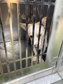 Mixed Breed Dogs Available for Adoption in Dallas, Texas - PETE | PetCurious