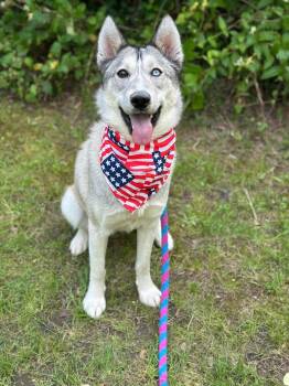 Rescue Siberian Husky Dogs for Adoption in Homer Glen, Illinois - Jinx (Jingles) | PetCurious