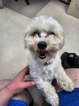 Sophie -  Bichon Frise and Shih Tzu Dog Available for Adoption in Burlington, Iowa - Sophie | PetCurious