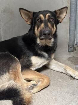SHADOW -  German Shepherd Dog Dog for Adoption in San Bernardino, California - SHADOW | PetCurious
