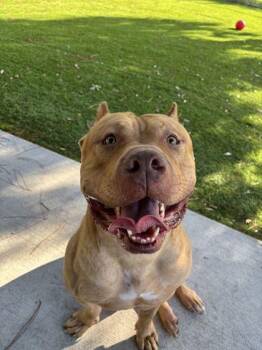 Deuce - 3 -  Pit Bull Terrier and Mixed Breed Dog for Adoption in Daytona Beach, Florida - Deuce - 3 | PetCurious