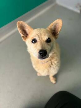 A254775 -  Chihuahua and Mixed Breed Dog for Adoption in Visalia, California - A254775 | PetCurious