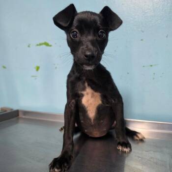 Mirabel -  Mixed Breed Dog for Adoption in Jefferson City, Tennessee - Mirabel | PetCurious