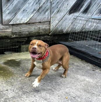 Rescue Pit Bull Terrier Dogs for Adoption in Hinton, West Virginia - Clyde (4yo, 45lbs) | PetCurious