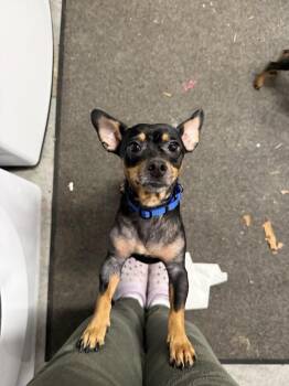 Mika -  Dachshund and Miniature Pinscher Dog for Adoption in Shermans Dale, Pennsylvania - Mika | PetCurious