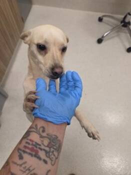 Terrier and Mixed Breed Dogs Available for Adoption - Ahe | PetCurious