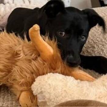 Denali -  Mixed Breed Dog for Adoption in Huntsville, Alabama - Denali | PetCurious