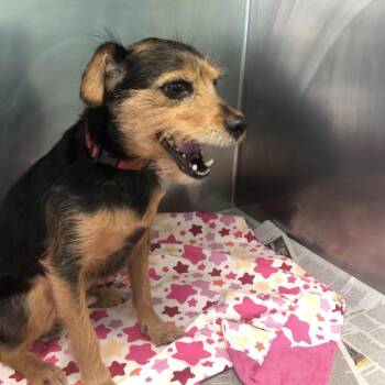 Roxas -  Jack Russell Terrier and Mixed Breed Dog for Adoption in Philadelphia, Pennsylvania - Roxas | PetCurious