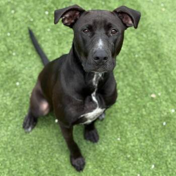Licka AKA Milo -  Black Labrador Retriever and Boxer Dog for Adoption in Loxahatchee Groves, Florida - Licka AKA Milo | PetCurious