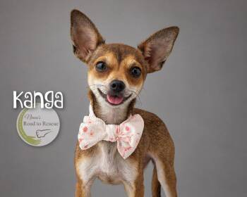 Kanga -  Chihuahua Dog for Adoption in Benton, Louisiana - Kanga | PetCurious