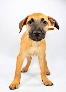 Foxtrot -  Mastiff and Mixed Breed Dog for Adoption in Morton Grove, Illinois - Foxtrot | PetCurious