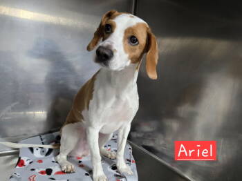 Rescue Dachshund and Beagle Dogs for Adoption in Albemarle, North Carolina - Ariel | PetCurious
