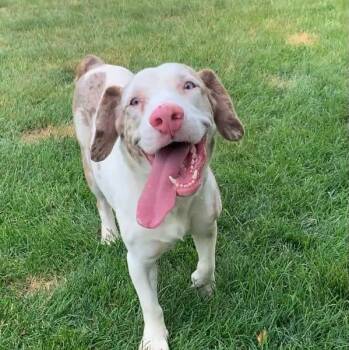 LITTLE MAN -  Basset Hound Dog for Adoption in Evansville, Wisconsin - LITTLE MAN | PetCurious