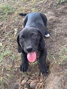 Hailey -  Basset Hound Dog for Adoption in Melbourne, Arkansas - Hailey | PetCurious