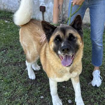 Mary Kate -  Akita Dog for Adoption in Philadelphia, Pennsylvania - Mary Kate | PetCurious