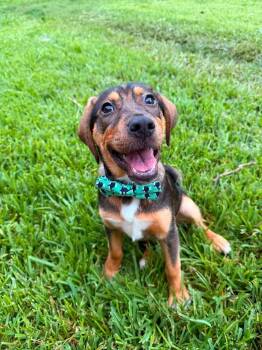 Radley -  Hound and Mixed Breed Dog for Adoption in Saugus, Massachusetts - Radley | PetCurious