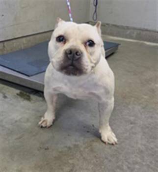 TILAPIA -  American Bulldog and Mixed Breed Dog for Adoption in Camarillo, California - TILAPIA | PetCurious