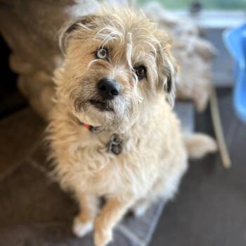 Terrier and Husky Dogs Available for Adoption in Los Angeles, California - Fritz | PetCurious