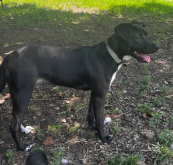 Girlie -  Black Labrador Retriever and Terrier Dog for Adoption in Lexington, Kentucky - Girlie | PetCurious
