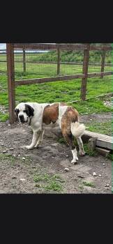 Daisy -  Saint Bernard Dog for Adoption in Indianapolis, Indiana - Daisy | PetCurious