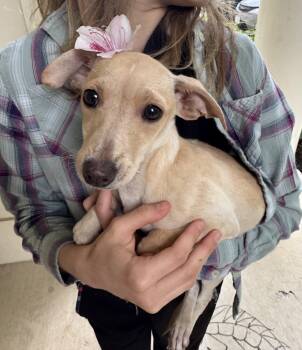 Chihuahua and Dachshund Dogs Available for Adoption in Gainesville, Virginia - Noodles | PetCurious