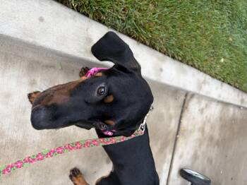 Doberman Pinscher Dogs Available for Adoption in Hillsborough, North Carolina - Miso | PetCurious